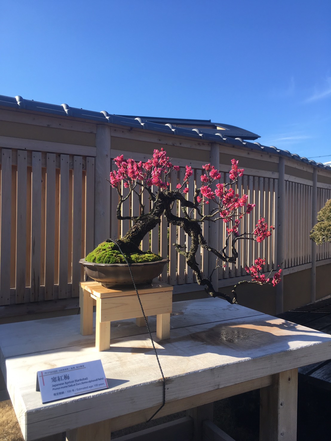 Bonsai Village Omiya JomonTravel Japan